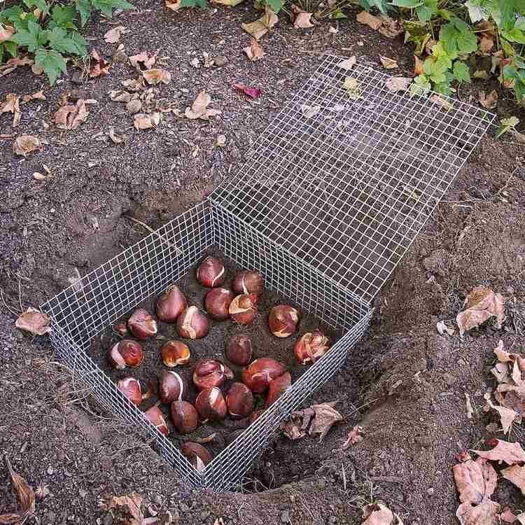 Kôš na hrach z drôteného pletiva na ochranu cibuliek kvetov