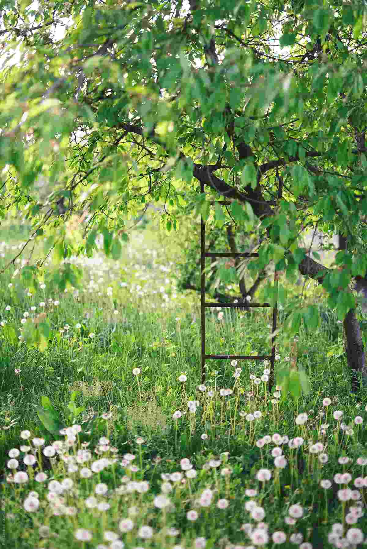 Zarastená záhrada s trávou, púpavami a ovocným stromom s rebríkom