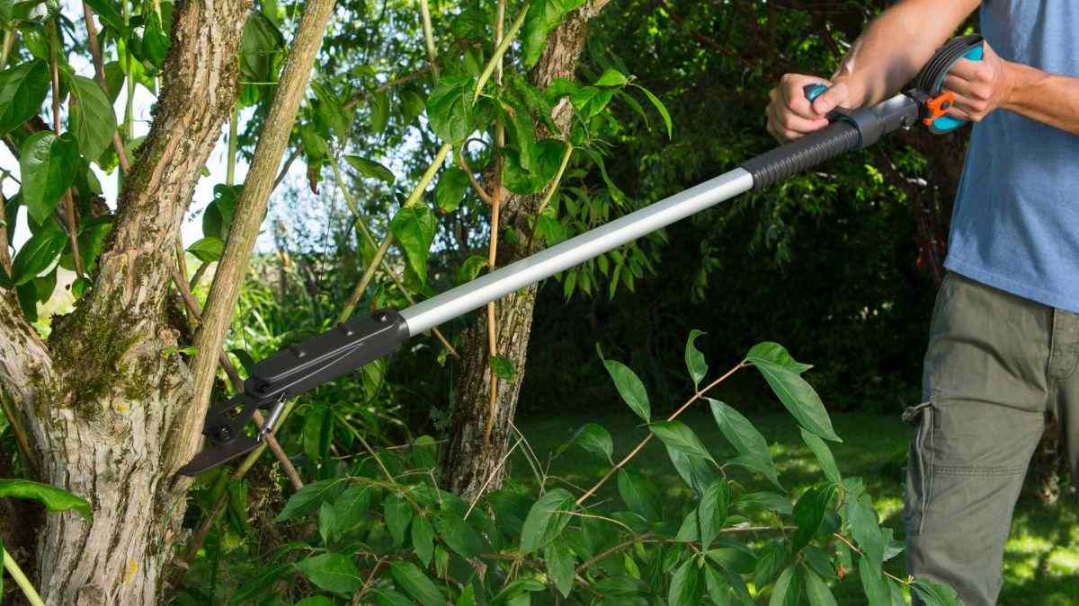 Odrežte konáre z nechcených stromov a kríkov a až potom ich vyrežte