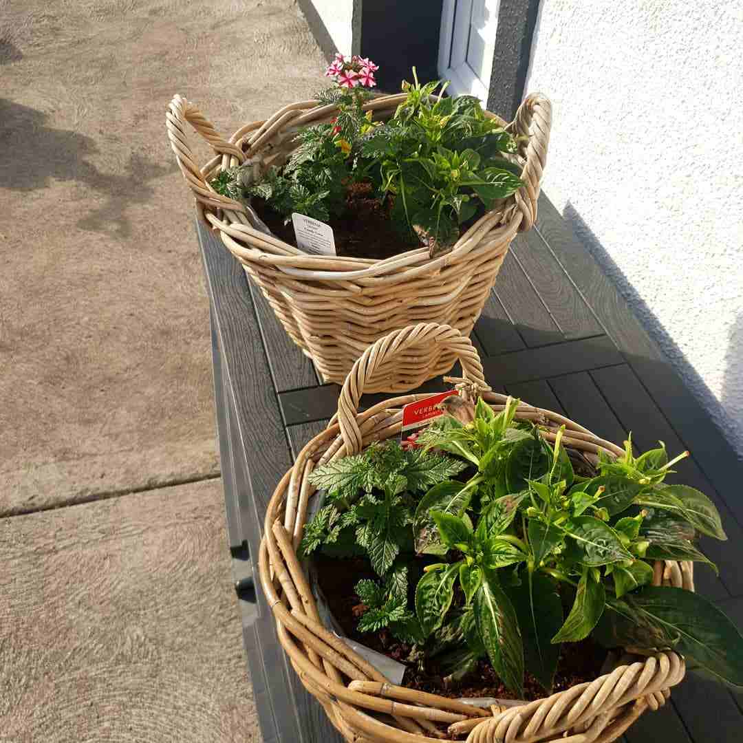 Ľahko zasaditeľný prútený kôš podľa pokynov na návrh kvetinovej záhradnej záhradnej záhrady