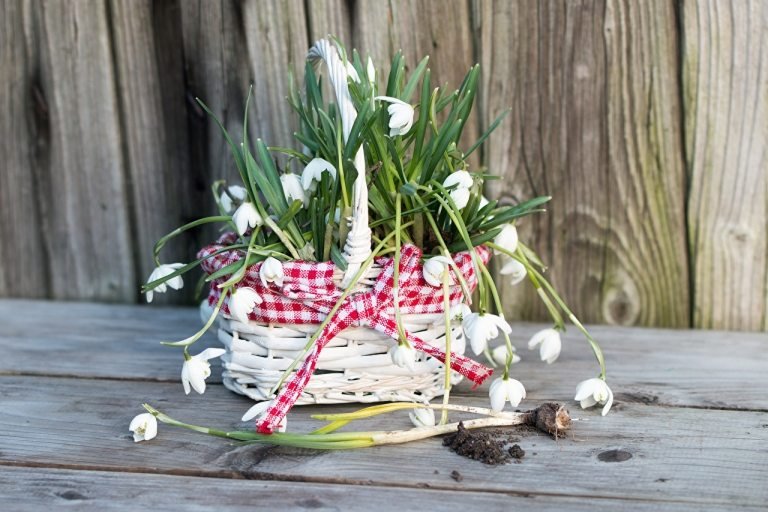 Vysádzanie prúteného koša nápady na záhradnú výzdobu výsadba kvetov, pokyny na záhradné trendy