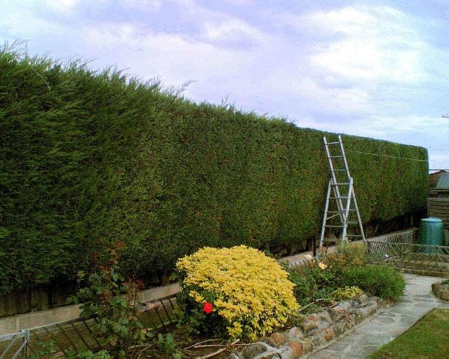 Rastliny ošetrujúce záhradu na ochranu súkromia
