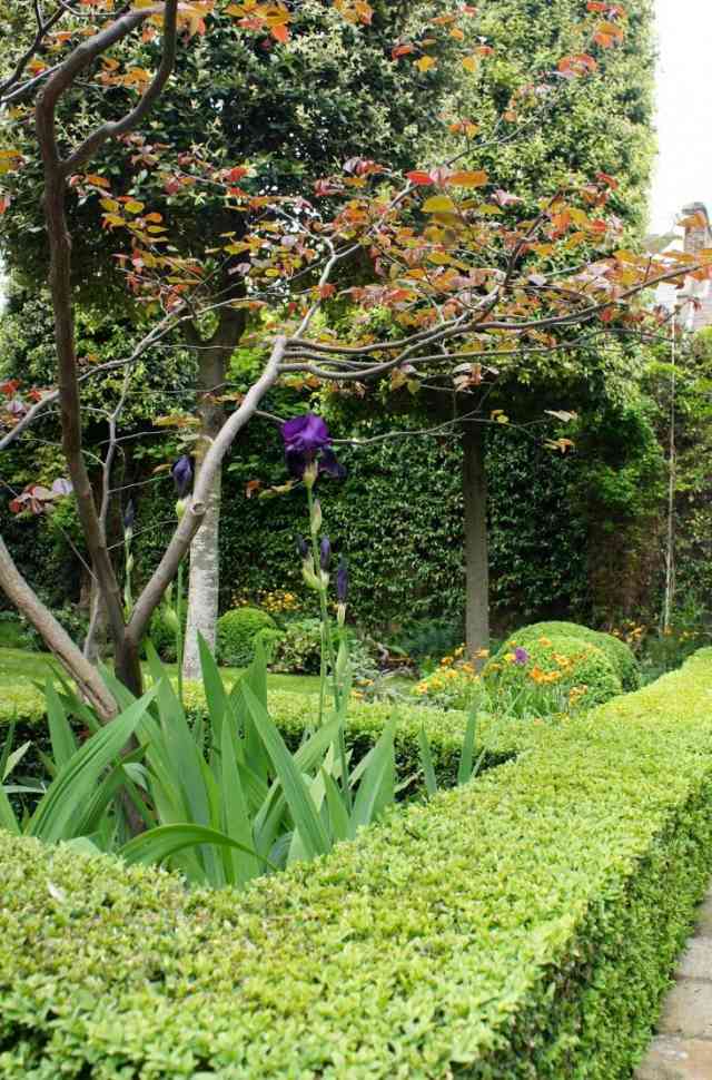 Živý plot na ochranu súkromia v záhrade pestuje strom