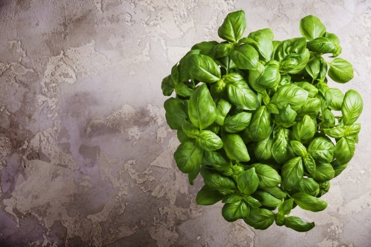 Zachovanie bazalky - metódy, tipy a triky