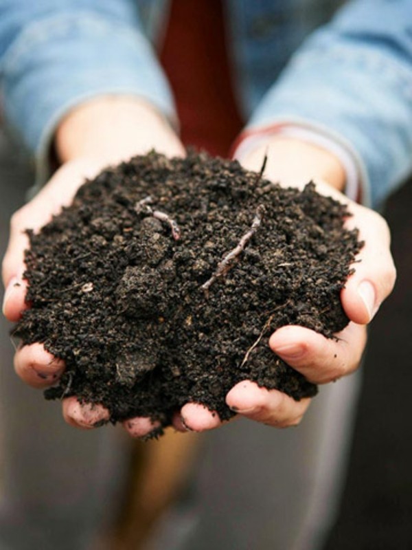 Kompost uľahčuje červom zem Červia pôda hnojí kompost