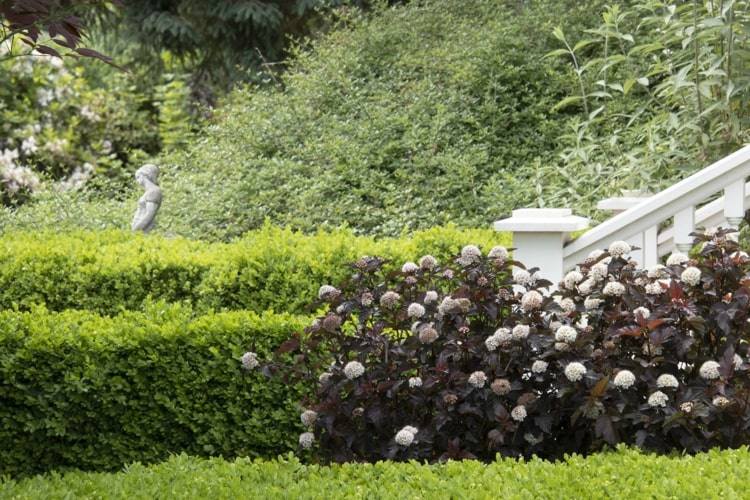 Kríky s červenými listami ako kontrast k zeleni truhlíkov