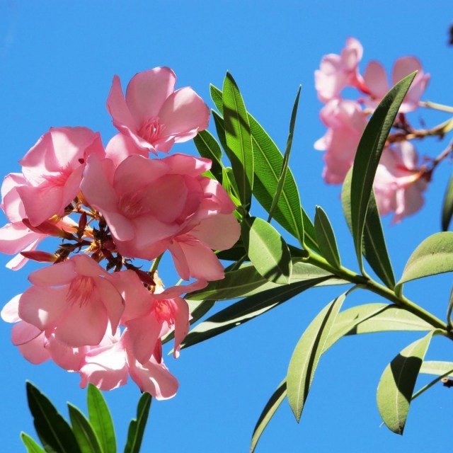 Nerium-oleander-krásna-foto-ružová-farba