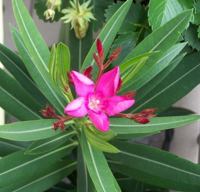 beautiful-bloom-pink-oleander-picture-close