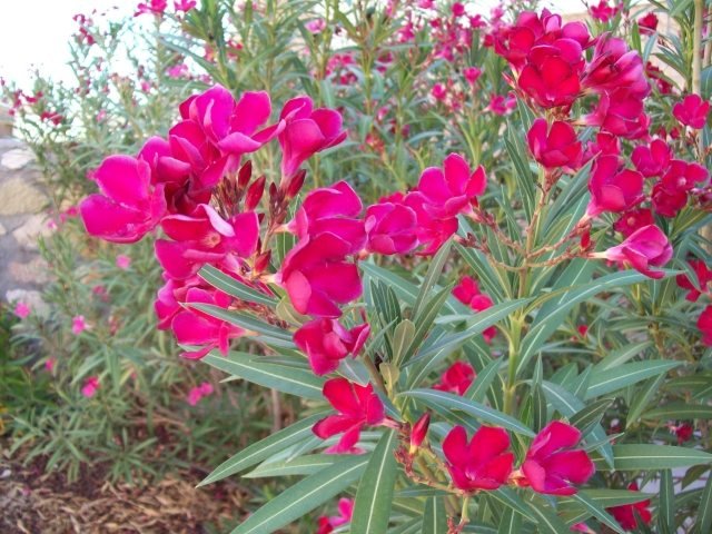 Pink-oleander-ker-veľký-veľa-kvetov