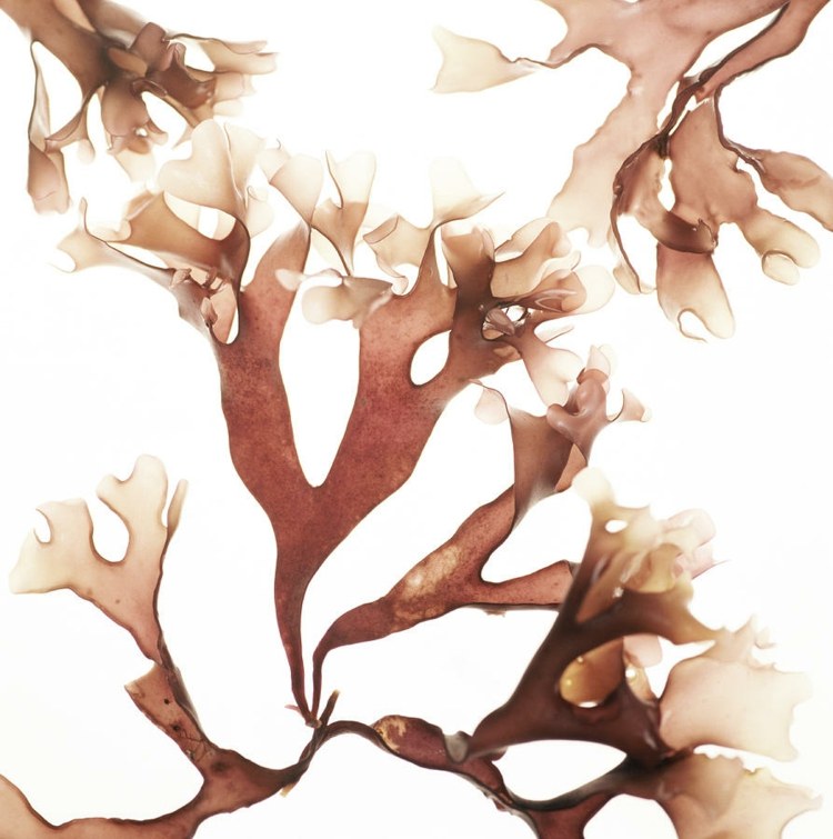 Írsky mach obsahuje okrem iného horčík, železo, draslík, jód a aminokyseliny