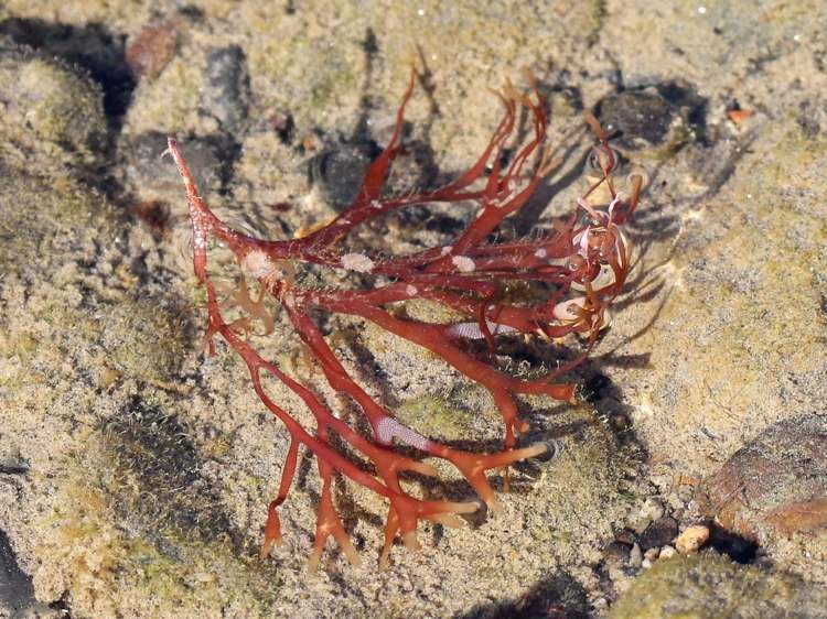 Írsky mach je riasa, ktorá rastie na atlantickom pobreží Európy a Ameriky