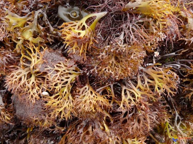 Írsky mach (Chondrus crispus) - efekt, recepty, vedľajšie účinky
