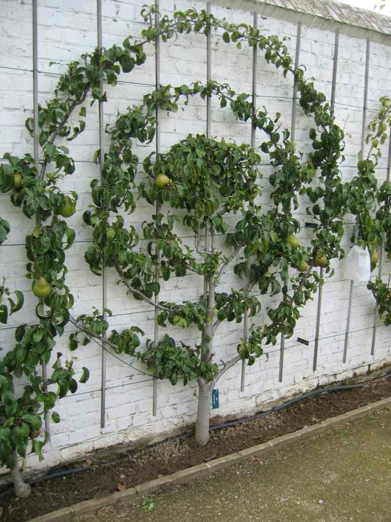 Ovocie Espalier je možné tvarovať akýmkoľvek spôsobom, ale je veľmi náročné na údržbu