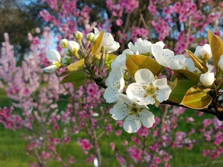Kvitnúce ovocné stromy do záhrady ako ozdoba a na ovocie