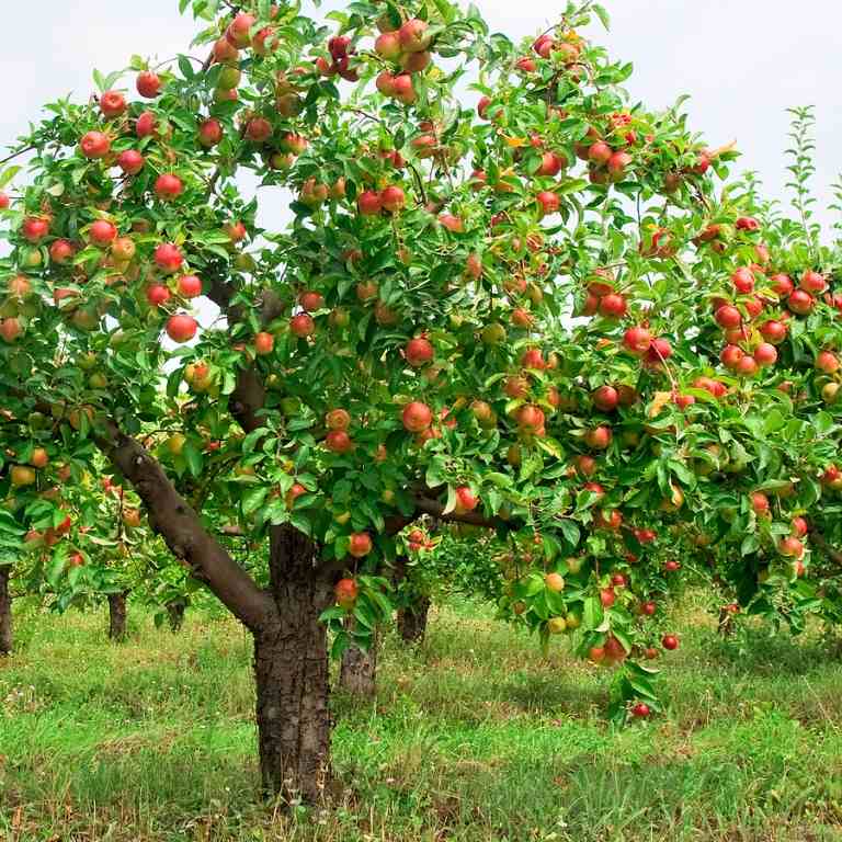 Zasaďte jabloň do záhrady a udržujte ju nízko