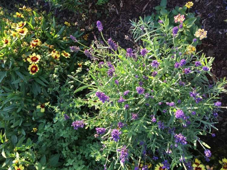 každoročné prerezávanie motýľových kríkov alebo nie tipy