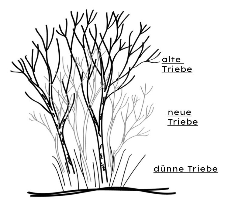 Tipy a skice na rezanie Buddleia pre správnu techniku ​​rezania