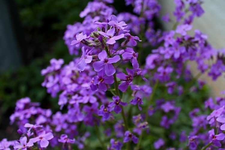 Ako a kedy znížiť Buddleia Tipy pre hobby záhradníkov