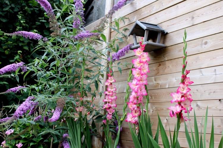 Rez motýlích kríkov v záhrade Pokyny pre hobby záhradníkov