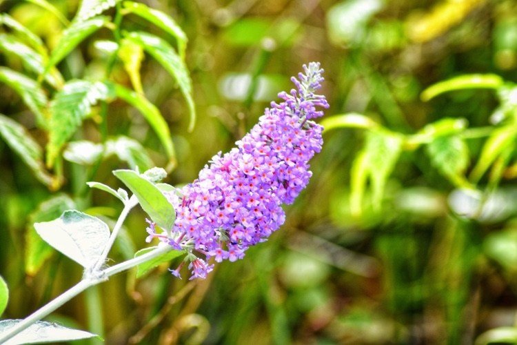 Motýľový krík odrežte po odkvitnutí alebo nie
