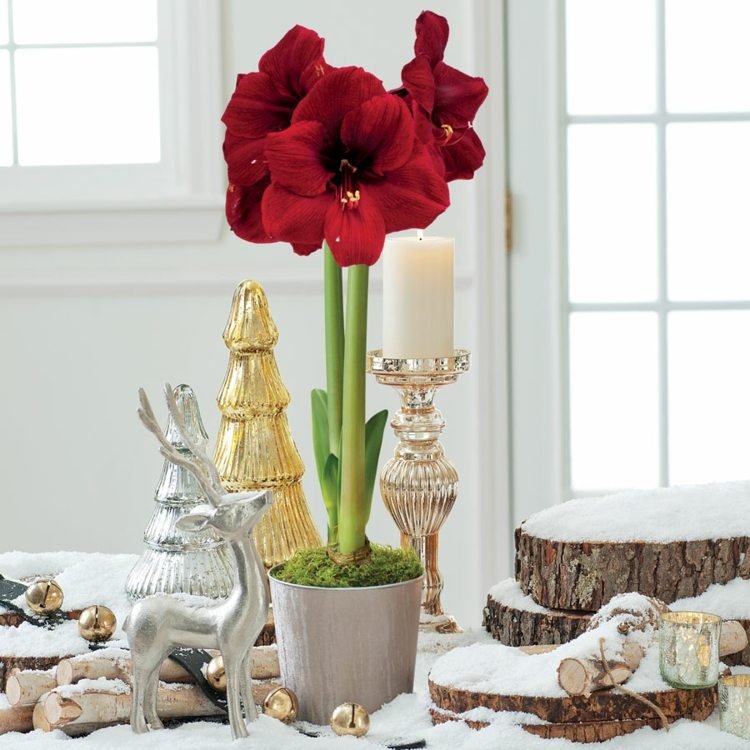 Červené kvitnúce amarylky zimné kvitnúce rastliny rytierska hviezda kvetináč strieborný sob