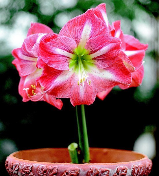 amaryllis ružová zima kvitnúce črepníkové rastliny vianočná dekorácia rytierska hviezda ružová zima kvitnúce črepníkové rastliny vianočná dekorácia