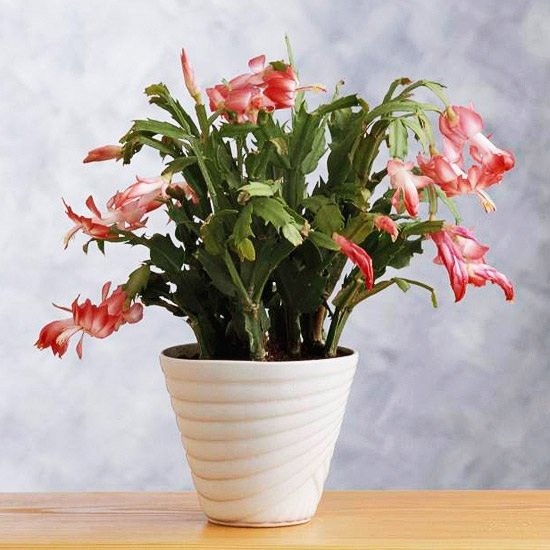 Zimné kvitnúce črepníkové rastliny vianočné kaktusové dekorácie Vianoce Zimné kvitnúce izbové rastliny vianočné kaktusové dekorácie