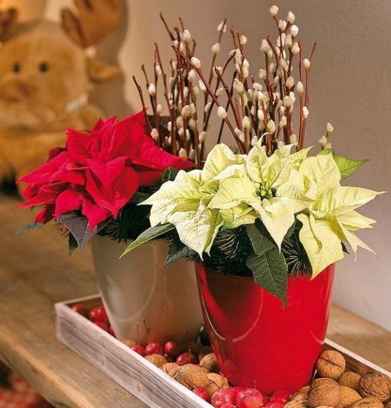 Zimná kvitnúca vianočná hviezda v kvetináči biele červené oriešky mini jablká Zimné kvitnúce rastliny vianočná hviezda hrniec biele červené oriešky mini jablká