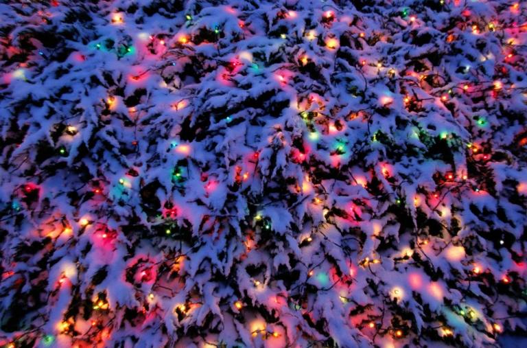 Zimná záhrada s rozprávkovými svetlami v vždyzelených kríkoch a jedliach