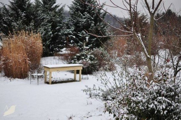 Odolné rastliny prezimujú trávu pampy Rastliny pampy trávy prezimujú záhradný dizajn