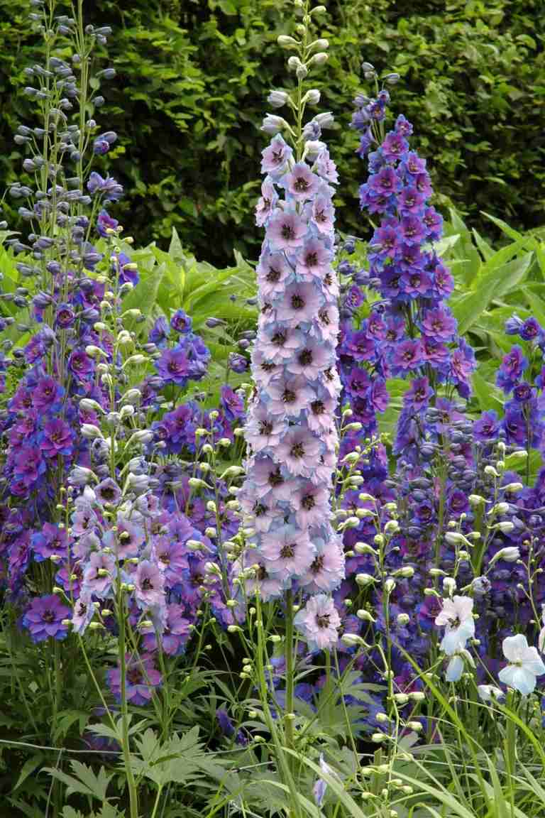 Na úpravu záhrady si vyberte letné kvitnúce trvalky v rôznych farbách