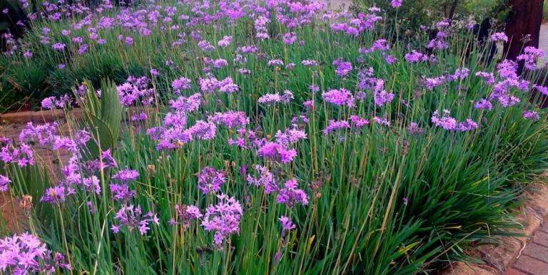 Trvalky nízkeho letného kvetu je možné použiť na okrajové okraje (Tulbaghia violacea)