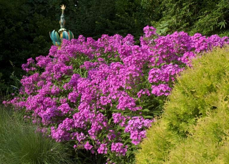 Floxy a letné kvitnúce trvalky do skalky