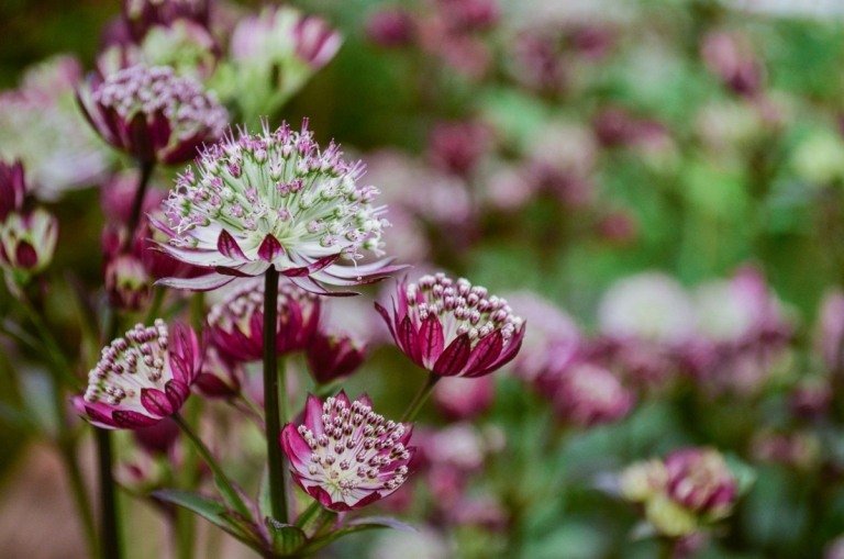 Tento purpurový a biely hviezdicový pupok (Astrantia) je skutočným pútačom pozornosti a nenáročnou starostlivosťou