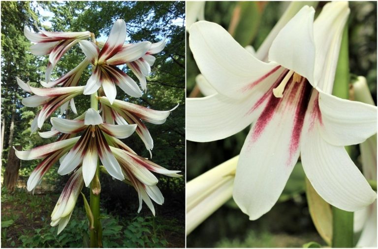 Ľalia obrovská (Cardiocrinum giganteum) je dokonalá ako ukážková rastlina