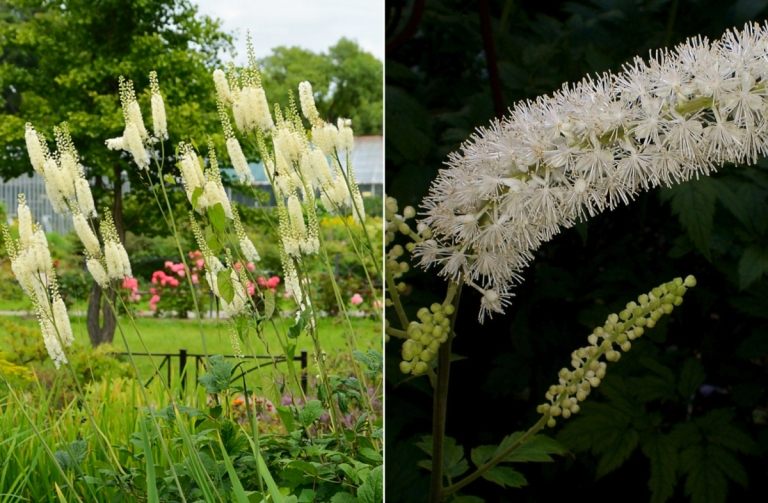 Vysoká júlová strieborná sviečka (Cimicifuga racemosa) so zaujímavými bielymi kvetmi