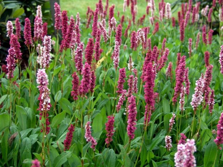 Ropucha slimáková (Bistorta affinis) ako letné kvitnúce trvalky s farebnými listami v zime