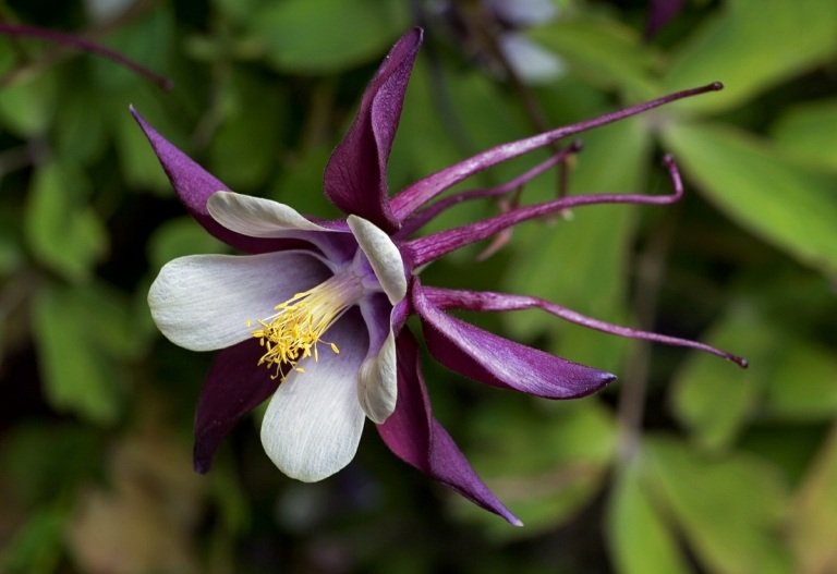 Columbine (Aquilegia) s atraktívnymi kvetmi v tmavofialovej farbe