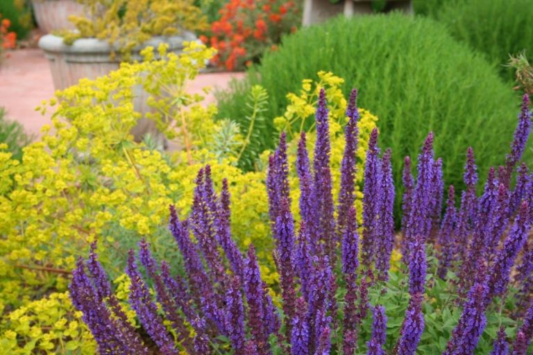 Skombinujte letné kvitnúce trvalky s kvetmi v kontrastných farbách na záhradnom lôžku