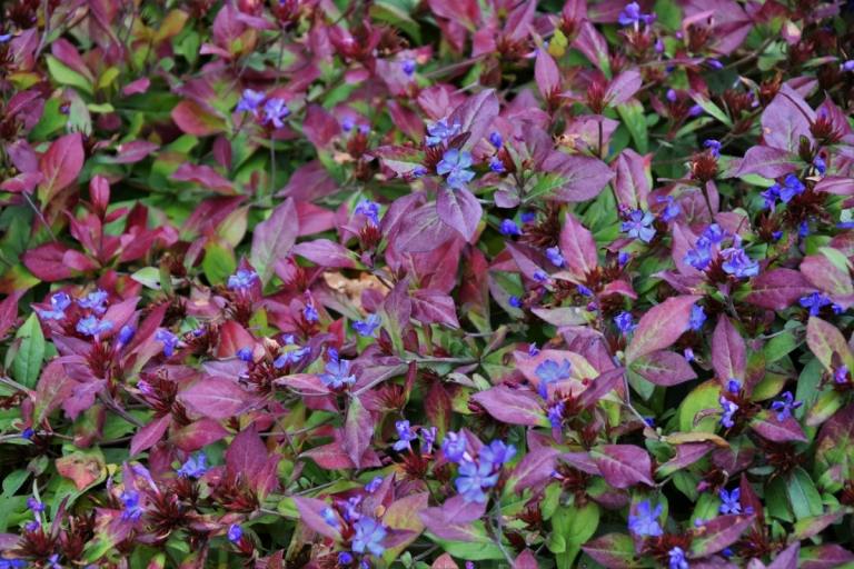 Leadwort (Ceratostigma plumbaginoides) ako pôdny pokryv tiež na jeseň farbí listy