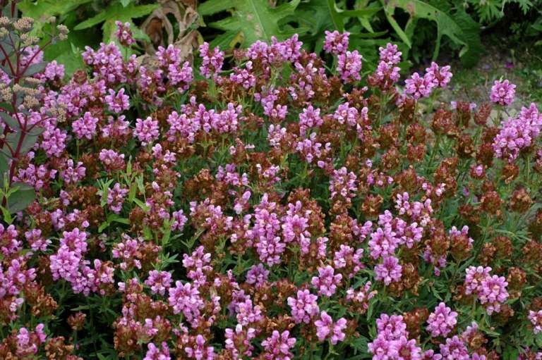 Braunelle (Prunella), ktorá je dokonalá ako pôdny kryt, má ružové kvety