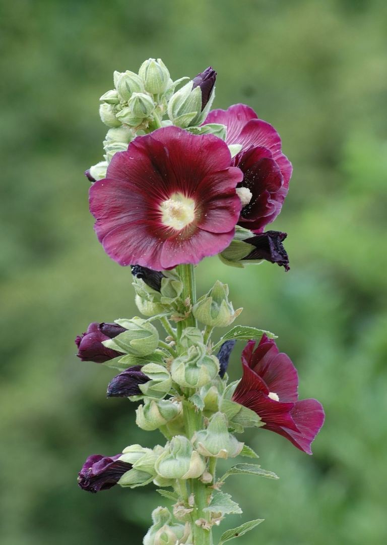 Hollyhock (Alcea) je k dispozícii v rôznych farbách a je veľmi obľúbený v záhrade