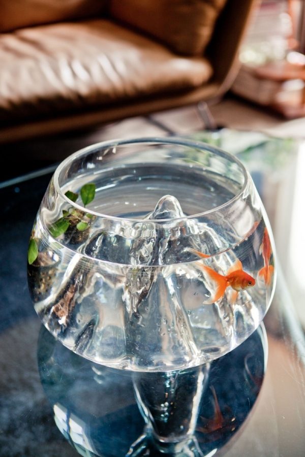 Plochá konštrukcia strechy akvária Nápady na dizajn bytu pre strechu akvária