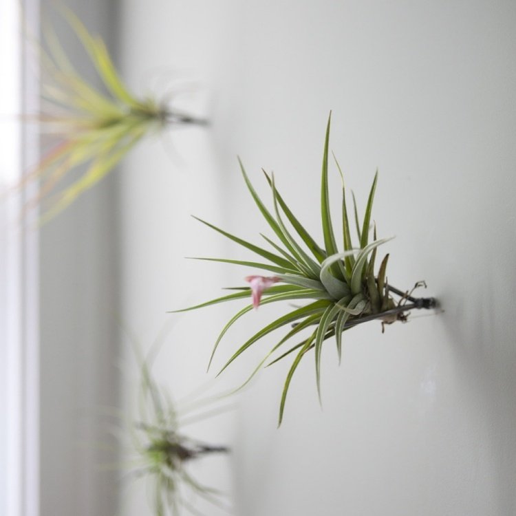 terária-tillandsia-správne-starostlivosť-stena-dizajn-stena-výzdoba-zelená-zaujímavé