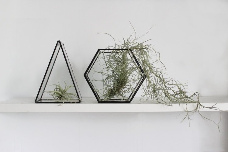 terárium-tillandsia-správna-starostlivosť-terárium-geometrický tvar