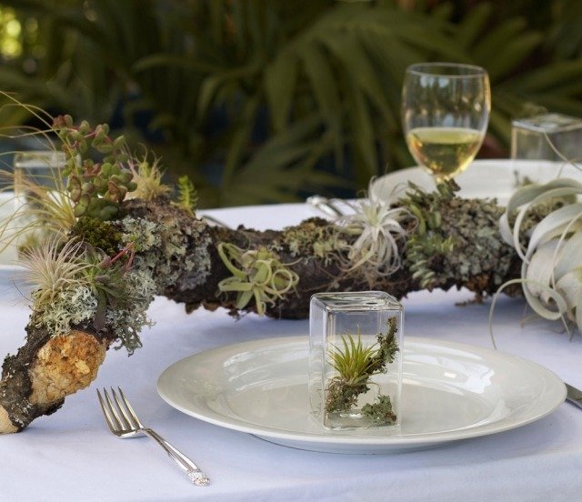 tillandsia vetvička mach druh dekorácia stola exot