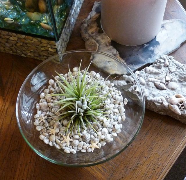 tillandsia Rastliny bez koreňov v teráriách mušle sklenená misa
