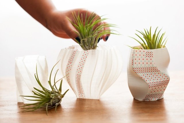 Tillandsia správne starať o zelené druhy vázy deco