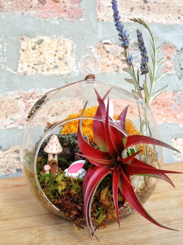 tillandsia mach usporiadanie rastlín figúrky