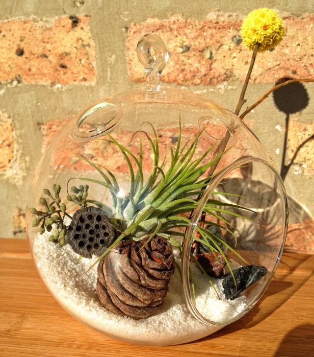 druhy terária rastliny piesková guľa terárium biely dekor piesok